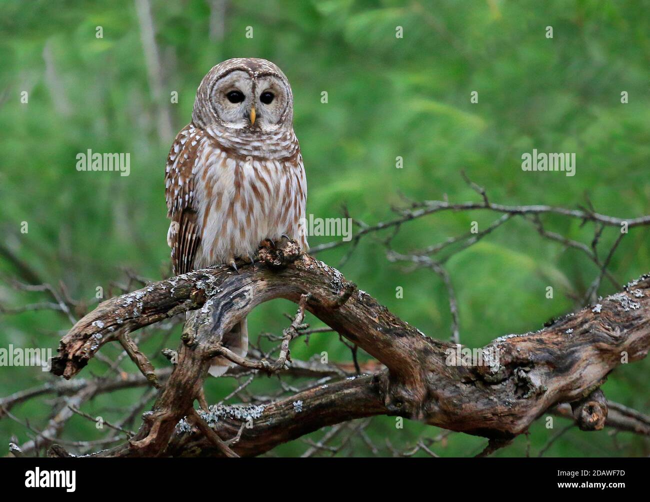 Barred Owl standing on a tree branch with green background Stock Photo