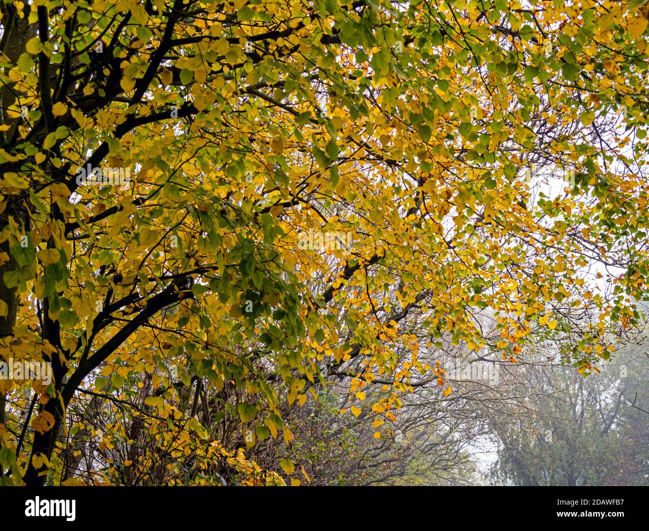 Colourful autumn leaves on the branches of a row of young beech trees Stock Photo