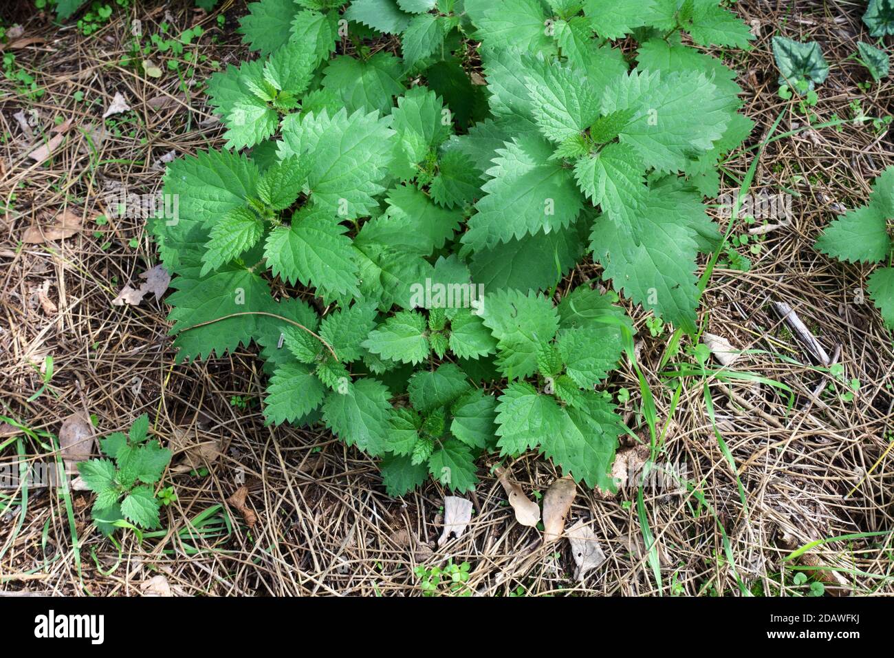 green leaves of nettle in Etna Park a landmark of nature in Sicily and outdoor tourism Stock