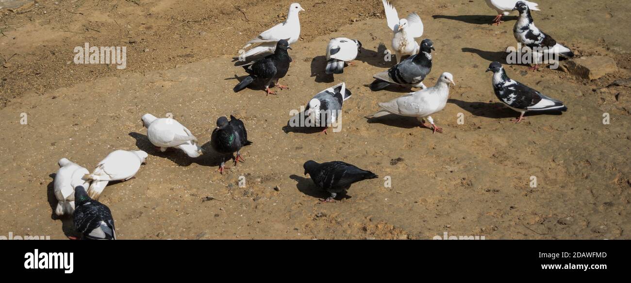 Pigeon birds seating together. Group of pigeons and the dove Stock