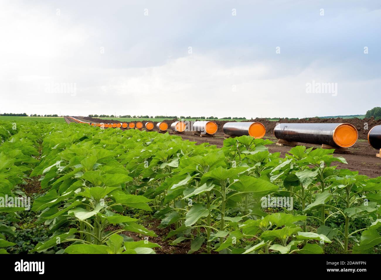 Construction works for gas-transmission pipeline in sunflower field. Stock Photo