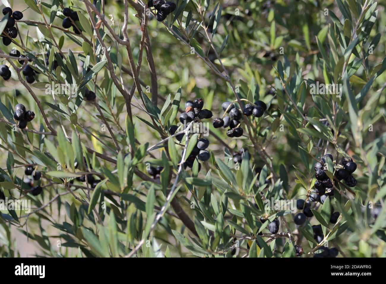 Acebuche, wild olive tree (Olea europaea var. sylvestris). Guadlahorce nature reserve, Málaga, Andalusia, Spain. Stock Photo