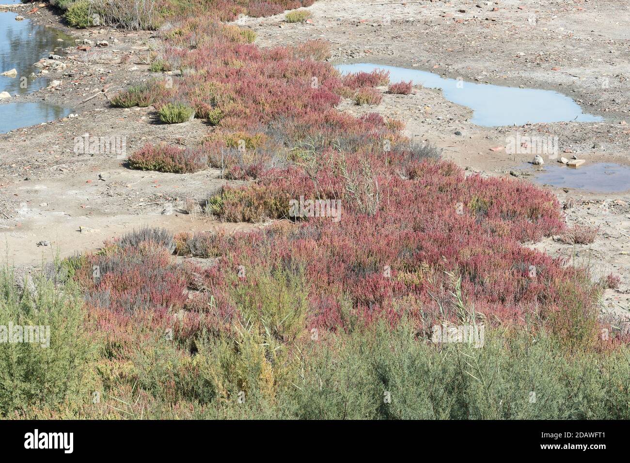 Glasswort (Salicornia europaea) in autumn colours, Guadalhorce nature reserve, Málaga, Andalusia, Spain. Stock Photo