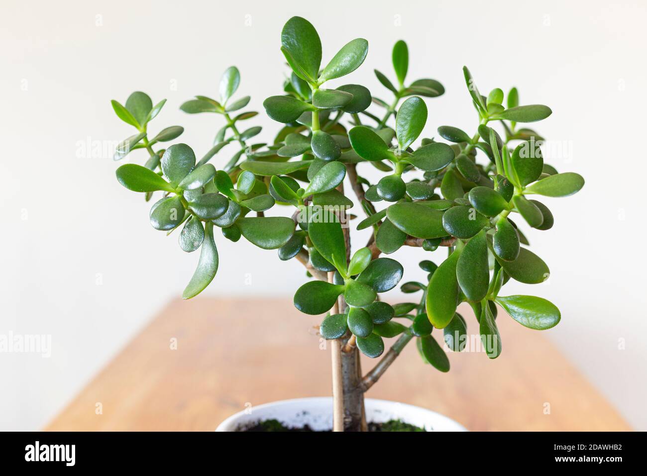 Jade plant hi-res stock photography and images - Alamy