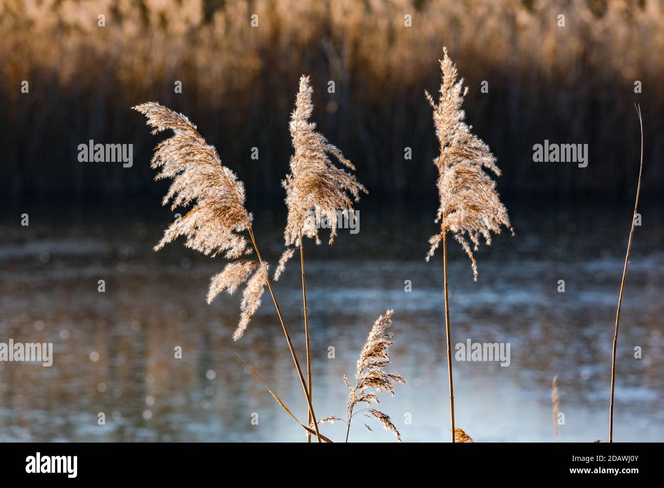 Pond Reeds Images Grasses for ponds hi-res stock photography and images - Alamy