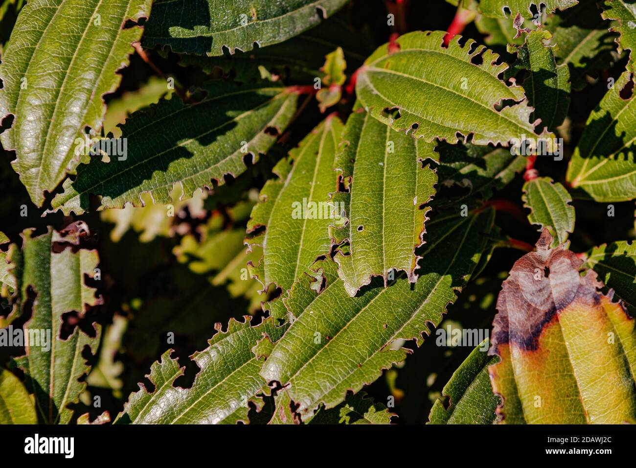 Insect-eaten leaves in the sunlight Stock Photo - Alamy
