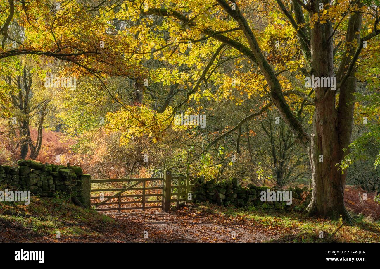 Autumn in full bloom at Birch Hagg Wood, Farndale, The North Yorkshire Moors, UK. Stock Photo