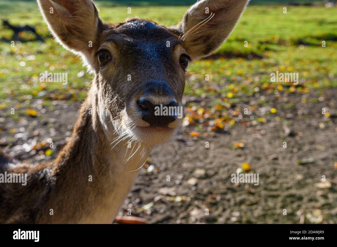 Female of Fallow deer in the forest Stock Photo