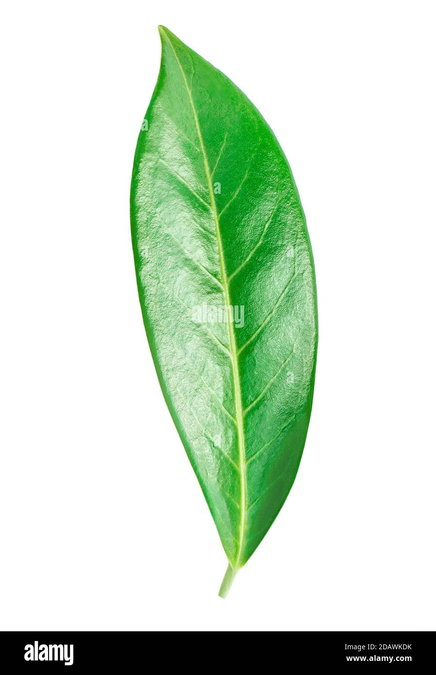 Citrus leaf isolated on a white background. Orange fruit leaf macro. Stock Photo