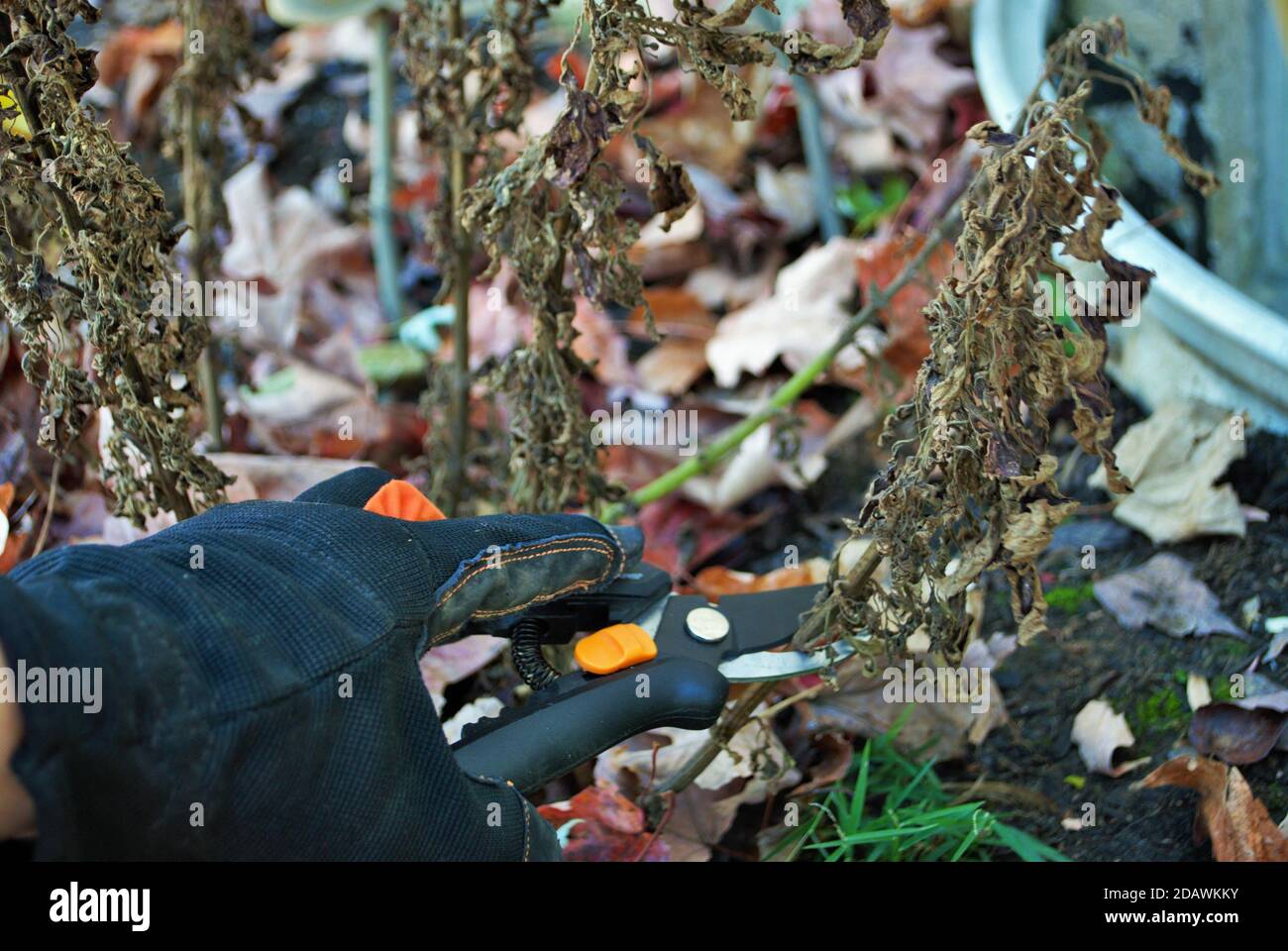 Cutting back garden shrubs hires stock photography and images Alamy