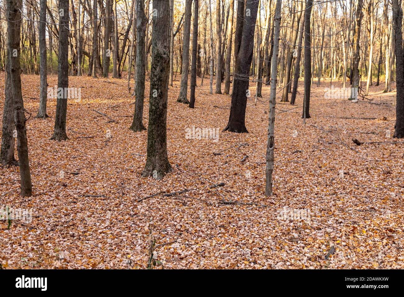 Prairieville, Michigan - Autumn leaves cover the ground in a west Michigan forest. Stock Photo