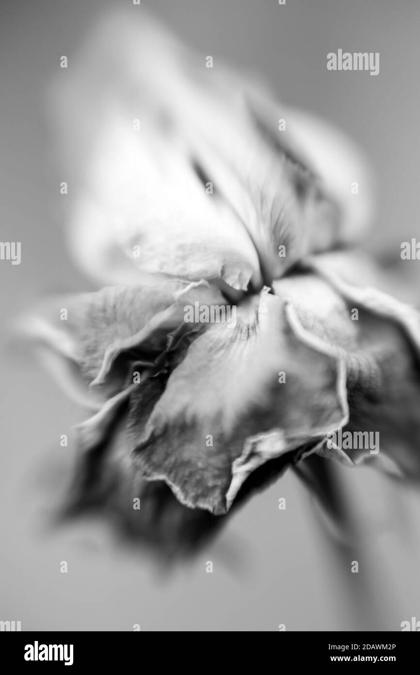 Black and white image of a rose photographed with a Lensbaby Sweet Spot 50. Stock Photo