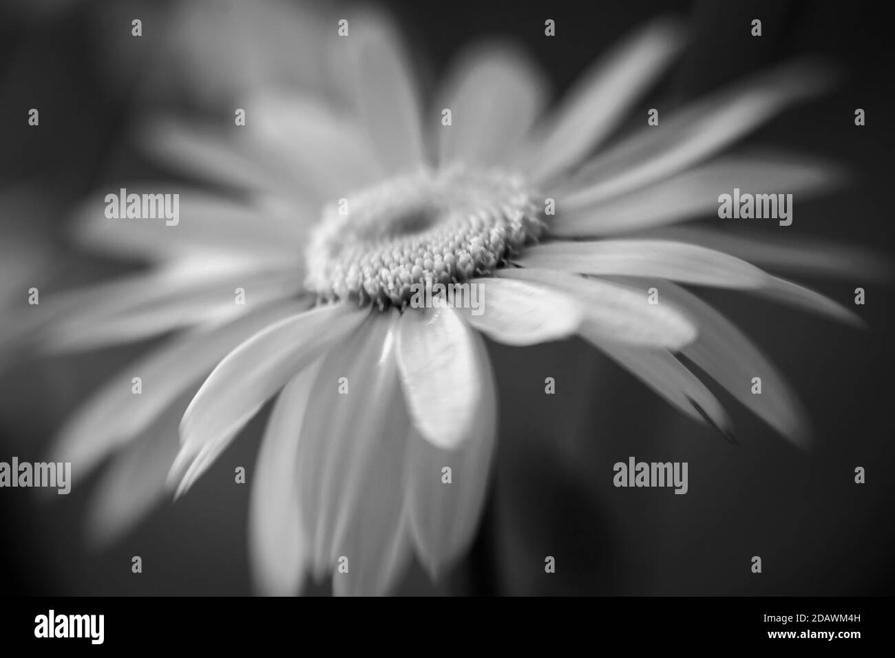 WA18067-00....WASHINGTON - Black and white image of a Shasta Daisy in bloom. Stock Photo