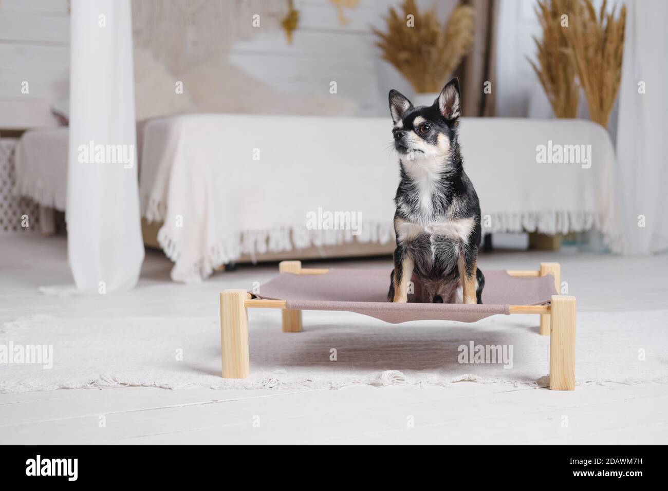 Cute little chihuahua on a dog bed in boho decorated bedroom. Pets at home, small dogs, domestic animals discipline to stay in their bed Stock Photo
