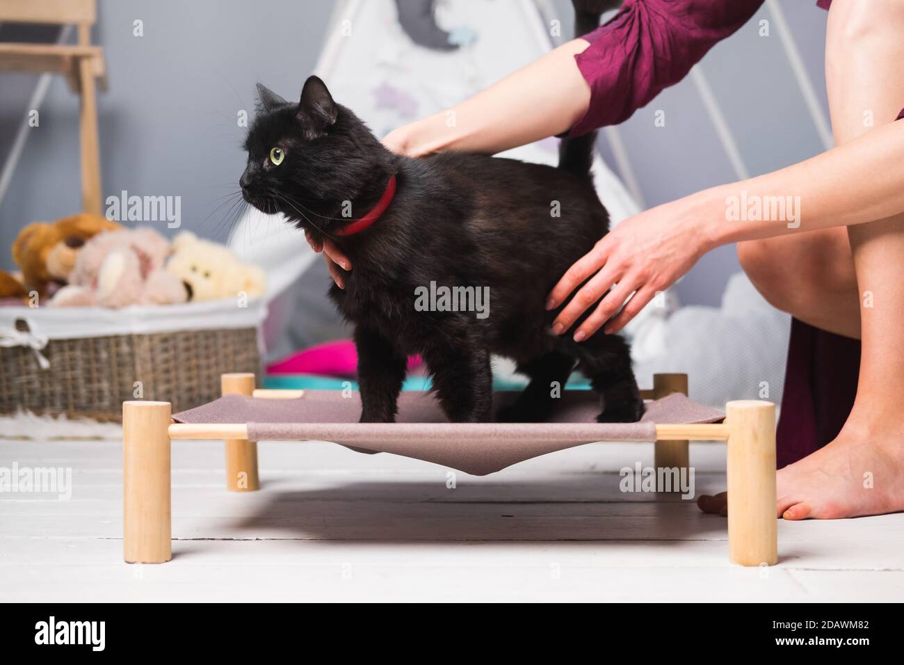 Beautiful black cat on a pet bed indoors. Human hands stroking a cat