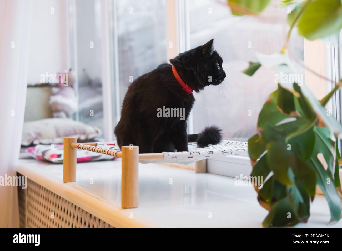 Beautiful black cat on a pet bed looking at the window. Domestic