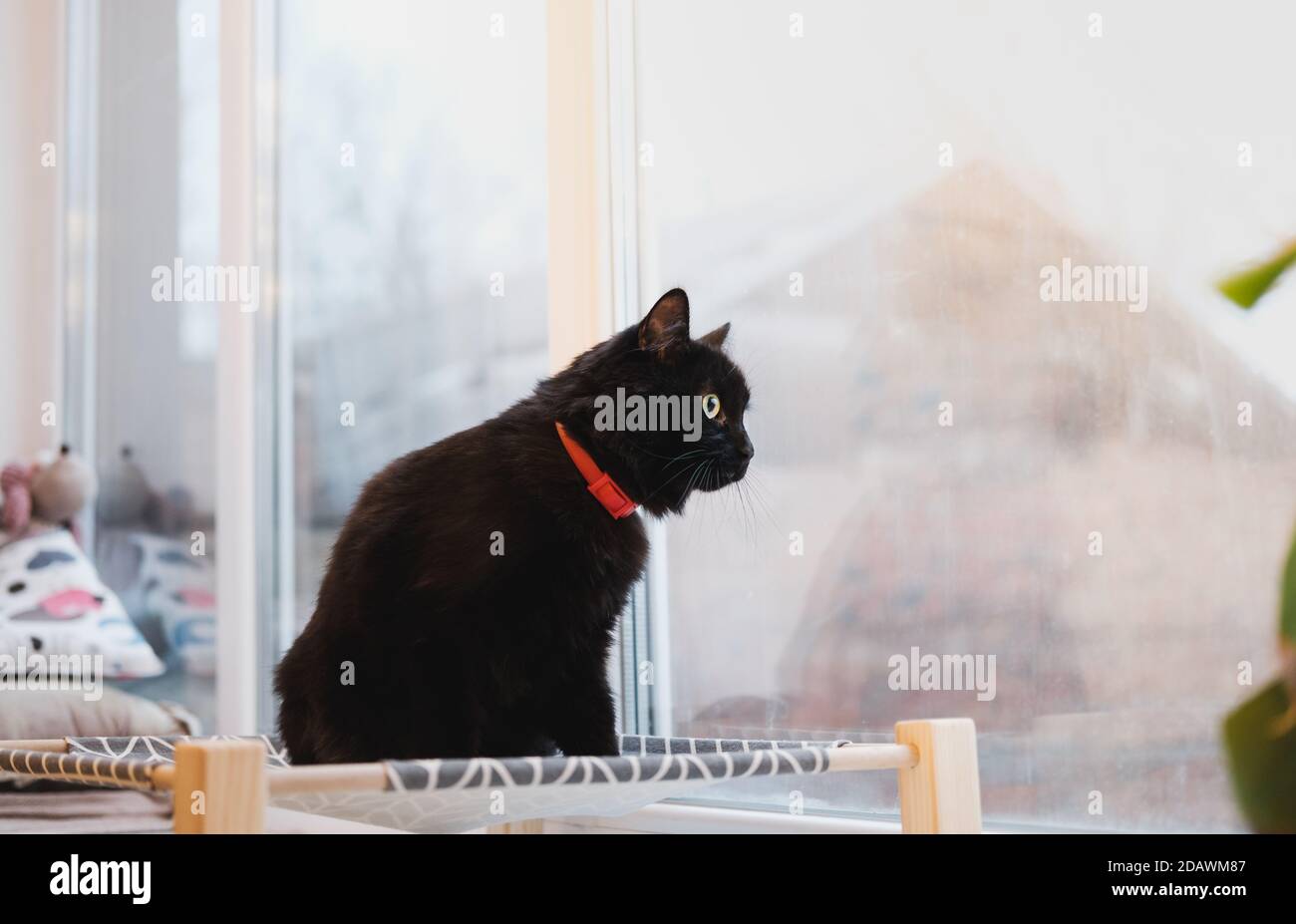 Beautiful black cat on a pet bed looking at the window. Domestic