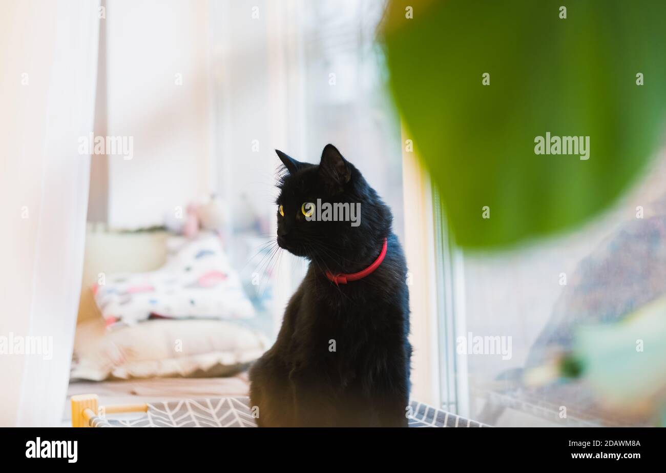 Black cat animal hi-res stock photography and images - Alamy