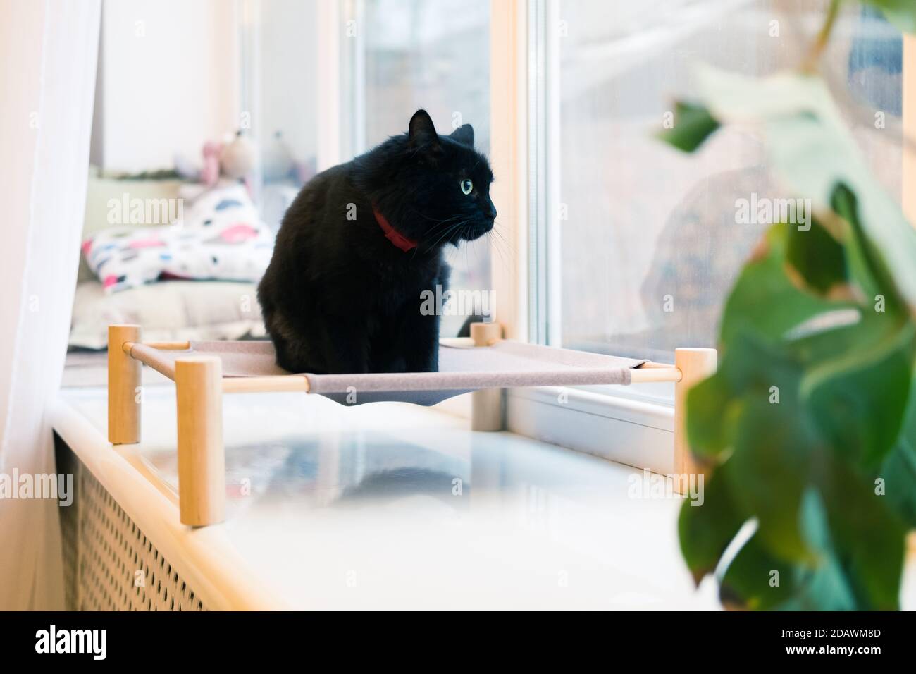 Excited black cat on a pet bed at the windowsill. Domestic animals