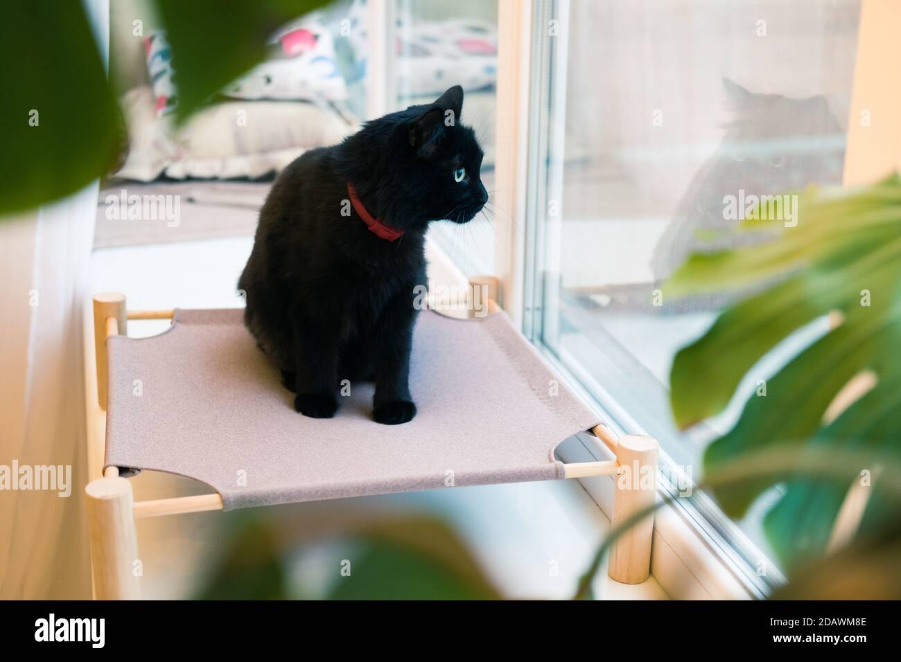Black cat animal hi-res stock photography and images - Alamy