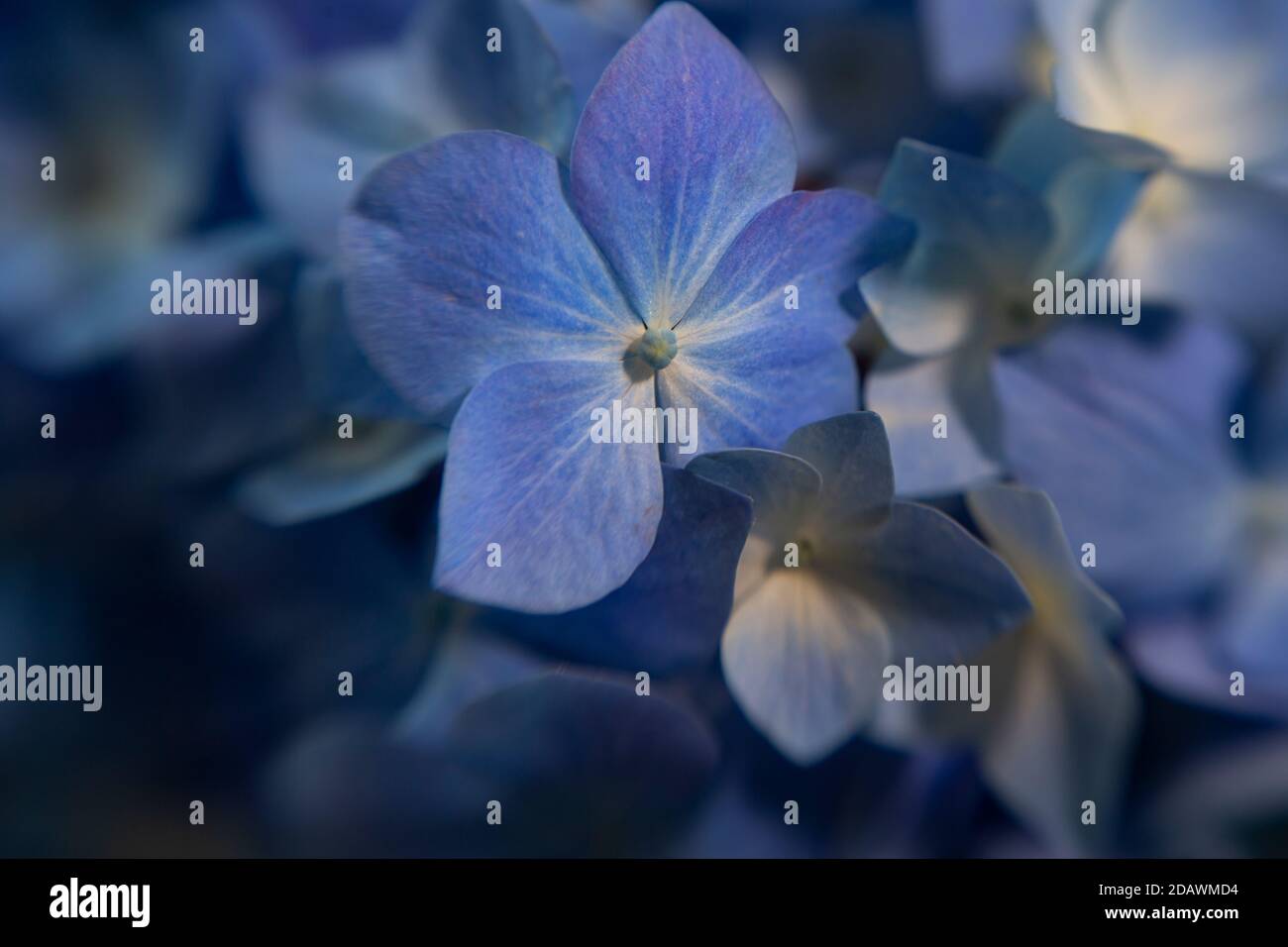 WA18094-00...WASHINGTON - Flowerlets of a blue hydrangea. Stock Photo