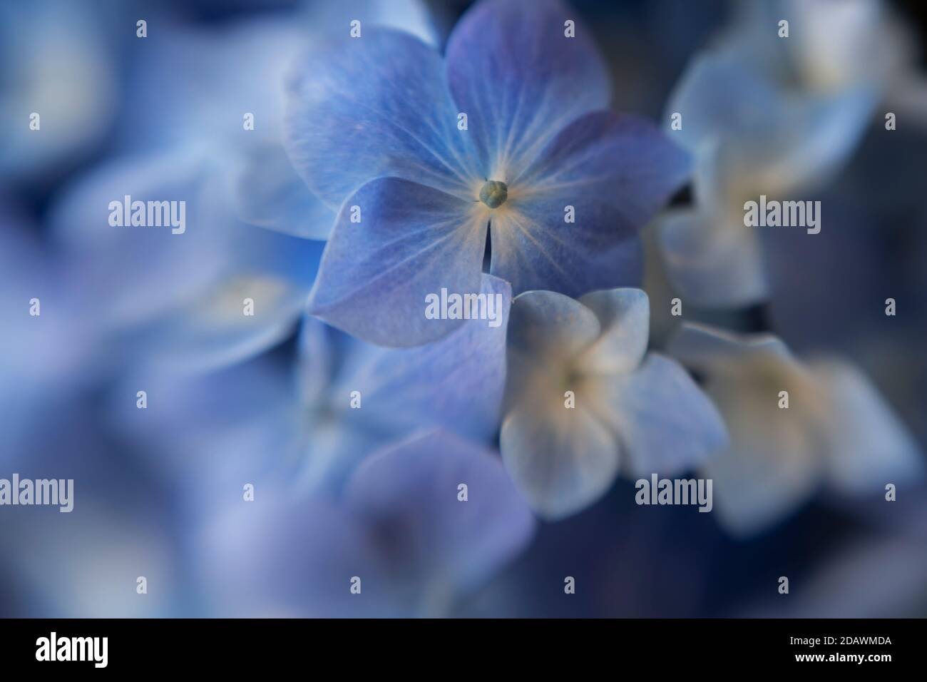 WA18095-00...WASHINGTON - Flowerets of a blue hydrangea. Stock Photo