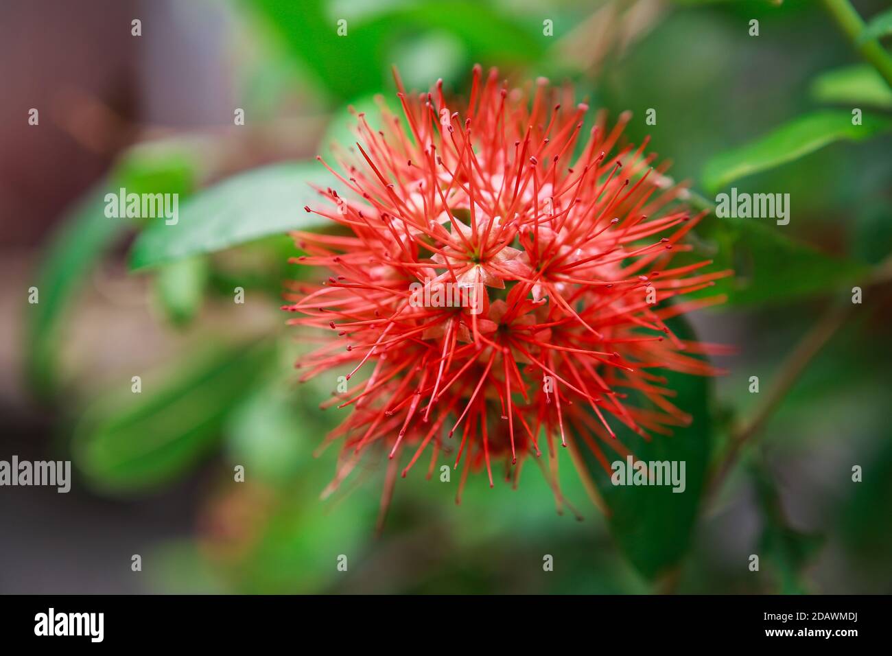 Beautiful  Combretum constrictum on background blurred Stock Photo