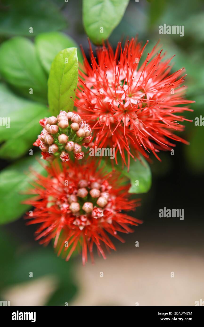 Beautiful  Combretum constrictum on background blurred Stock Photo