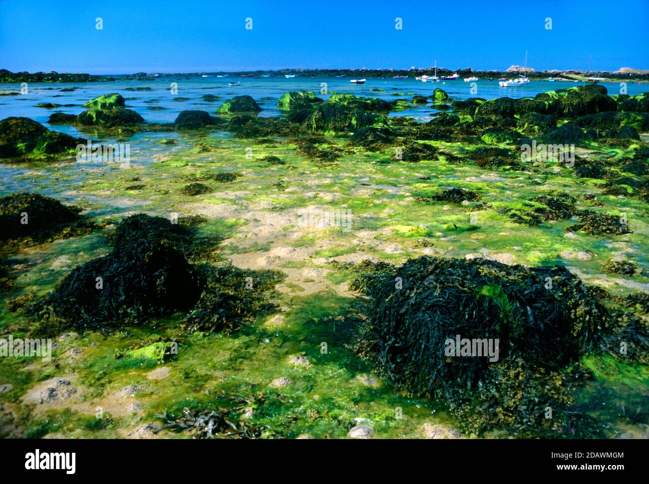 Bladder Wrack, Fucus vesiculosus, & Green Laver Exposed at Low Tide on Seashore or Shore at Portsall Ploudalmézeau Finistère Brittany France Stock Photo