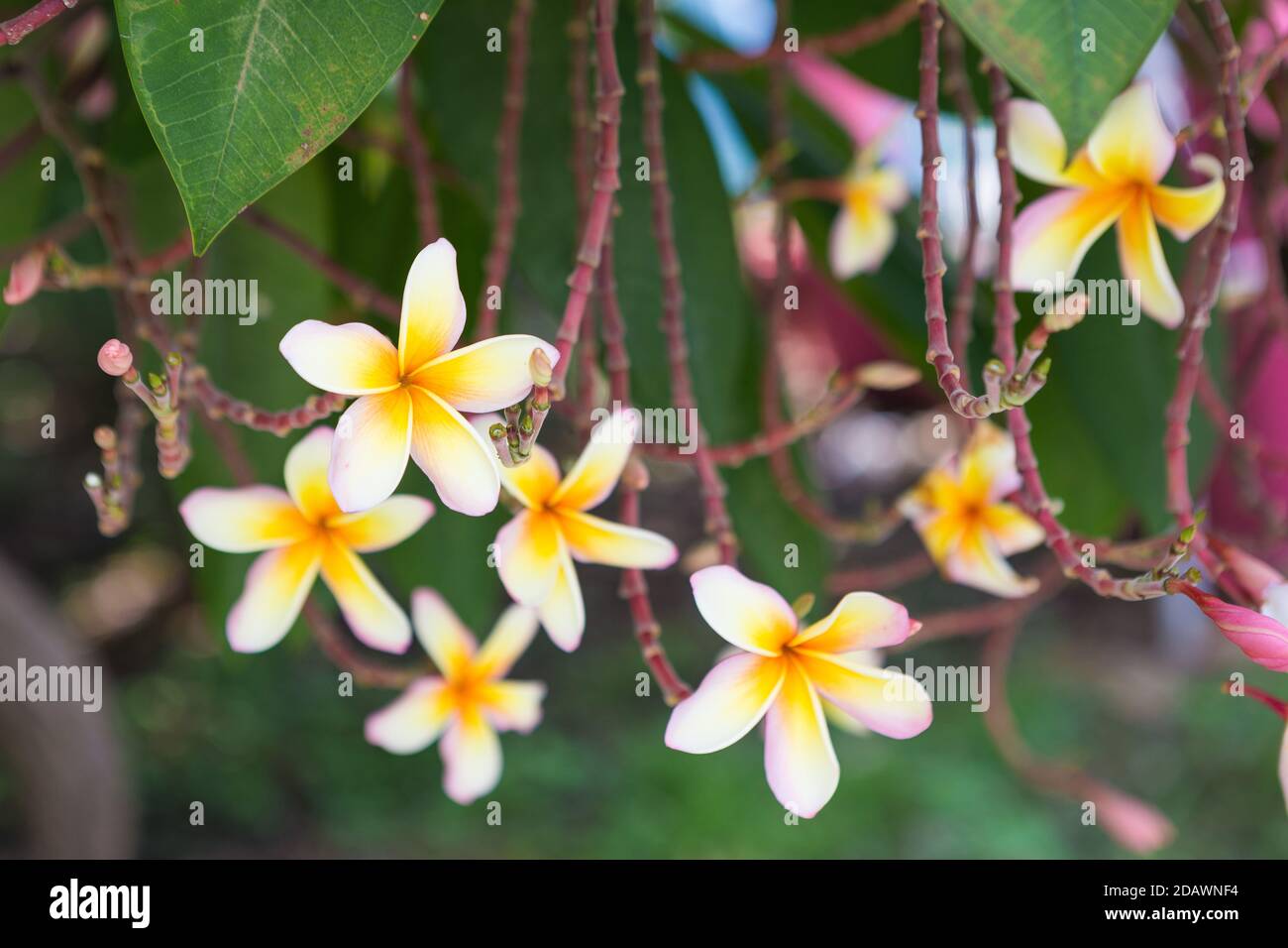 white , pink and yellow Plumeria spp. (frangipani flowers