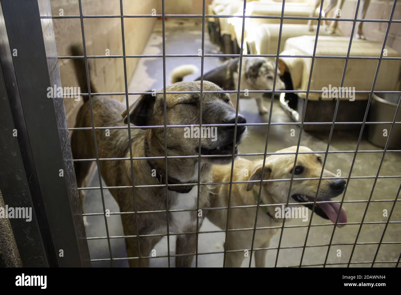 Dog in enclosed kennel, abandoned animals, abuse Stock Photo Alamy