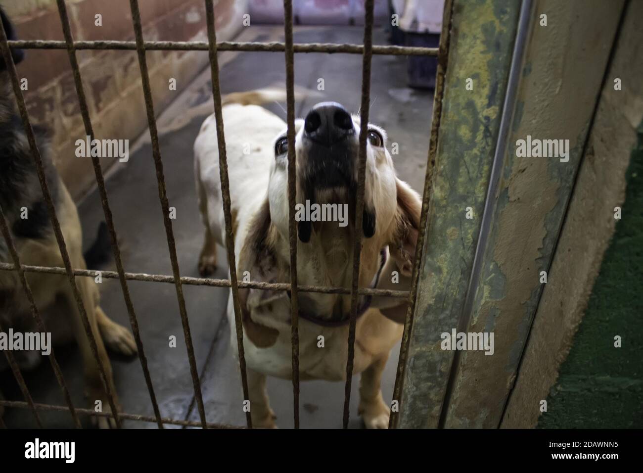 Dog in enclosed kennel, abandoned animals, abuse Stock Photo Alamy