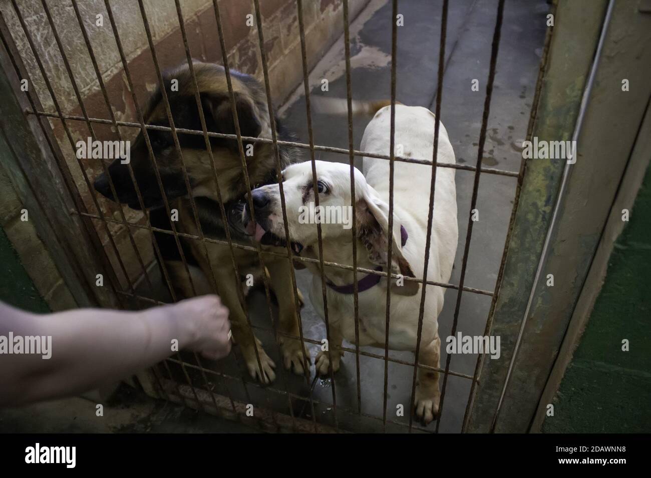 Dog in enclosed kennel, abandoned animals, abuse Stock Photo Alamy