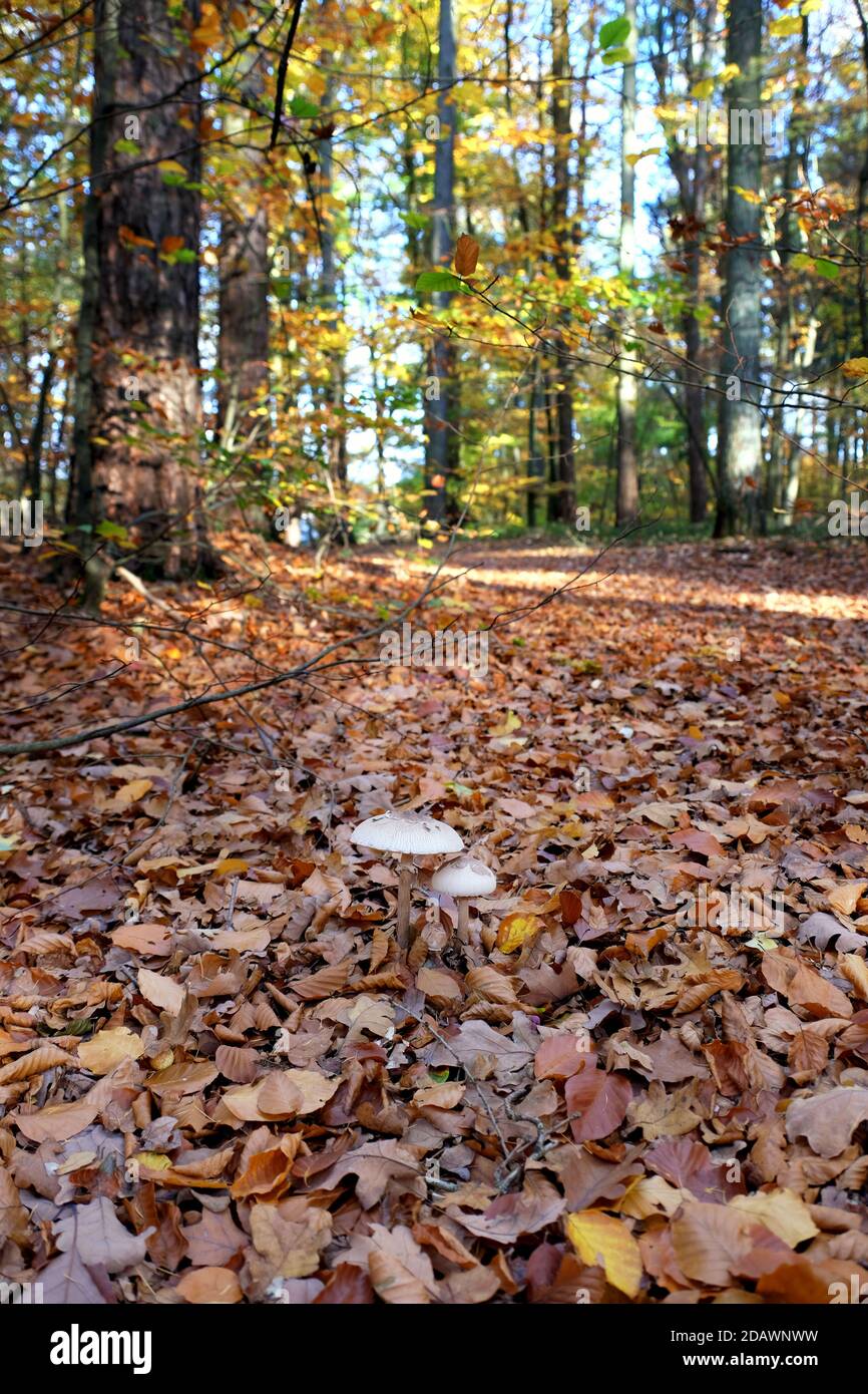 Parasol mushrooms in the leaf-litter, Autumn at Liepnitzsee, Brandenburg, Germany Stock Photo