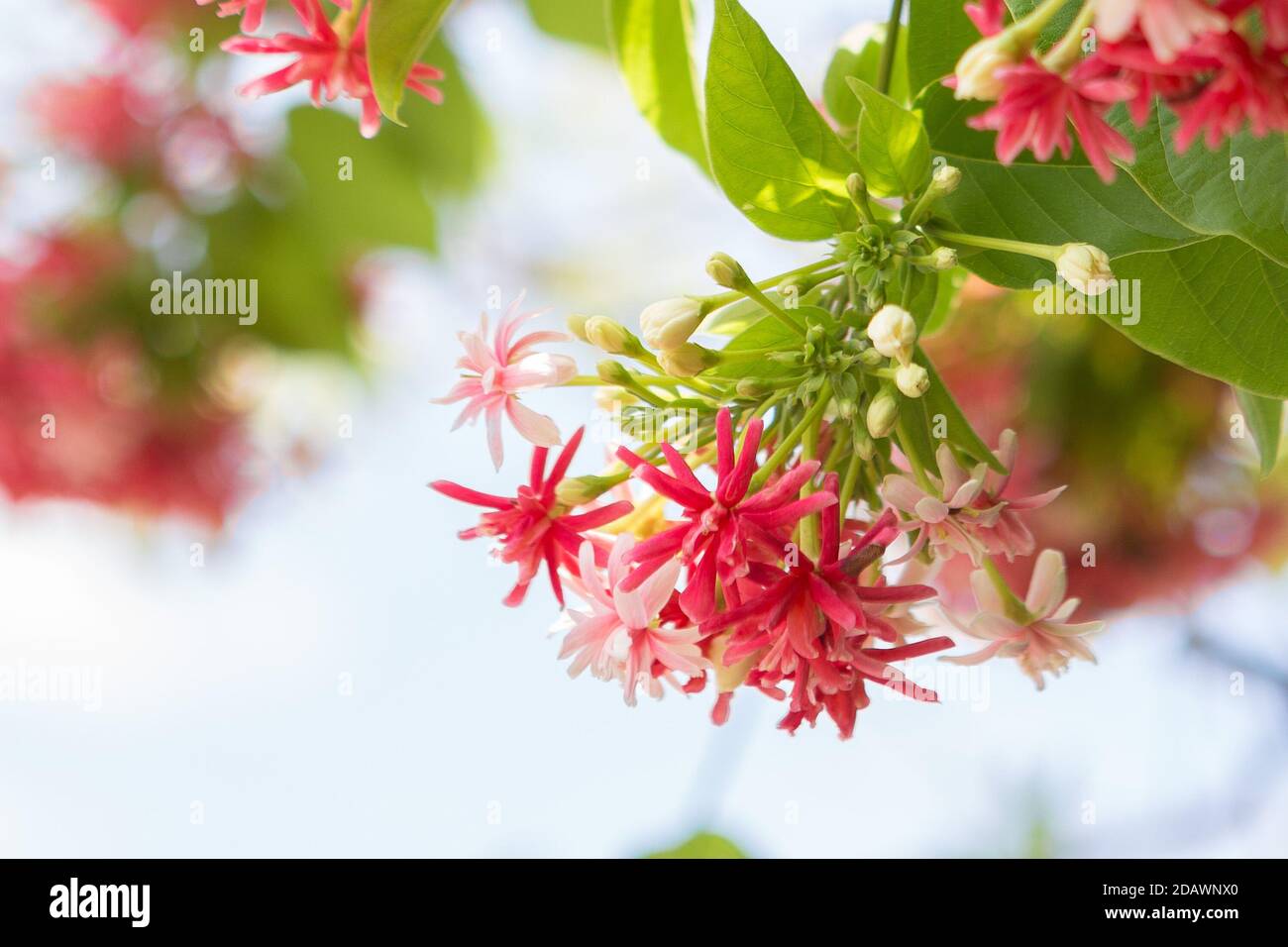 Beautiful Combretum indicum on bokeh background Stock Photo