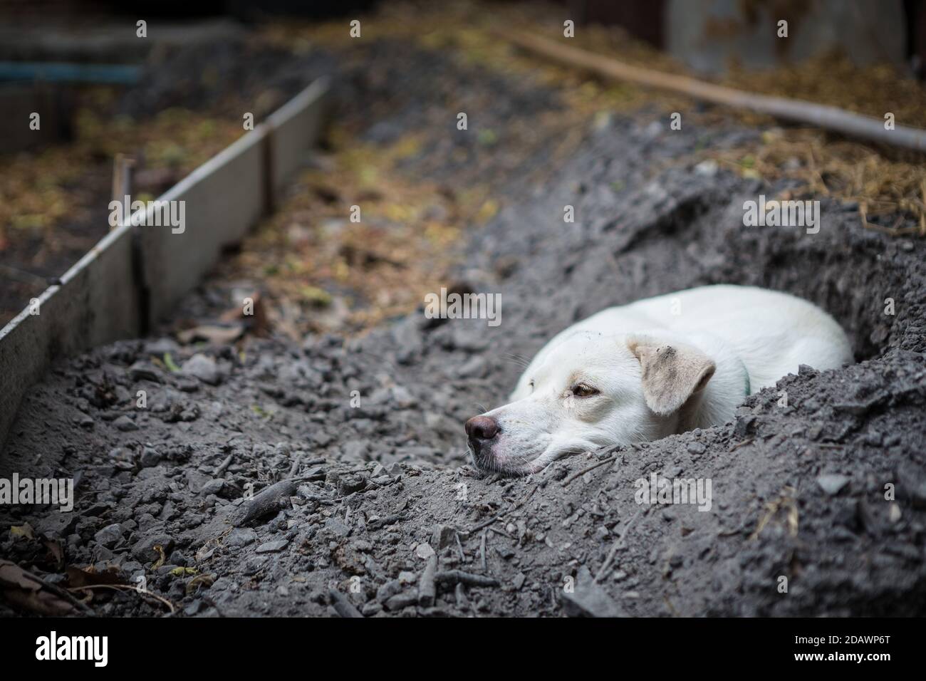 Why Does My Dog Dig A Hole And Lay In It