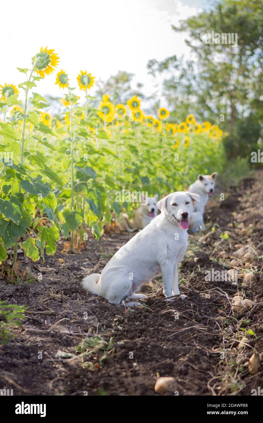 Three white dogs in the sunflower field and morning sun Stock Photo Alamy
