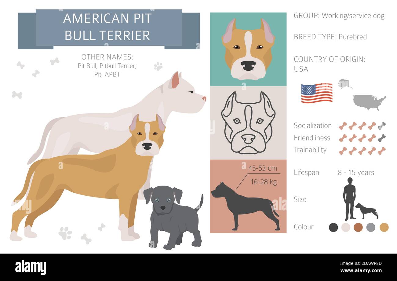 American pit bull terrier dogs set. Color varieties, different poses. Dogs infographic collection. Vector illustration Stock Vector