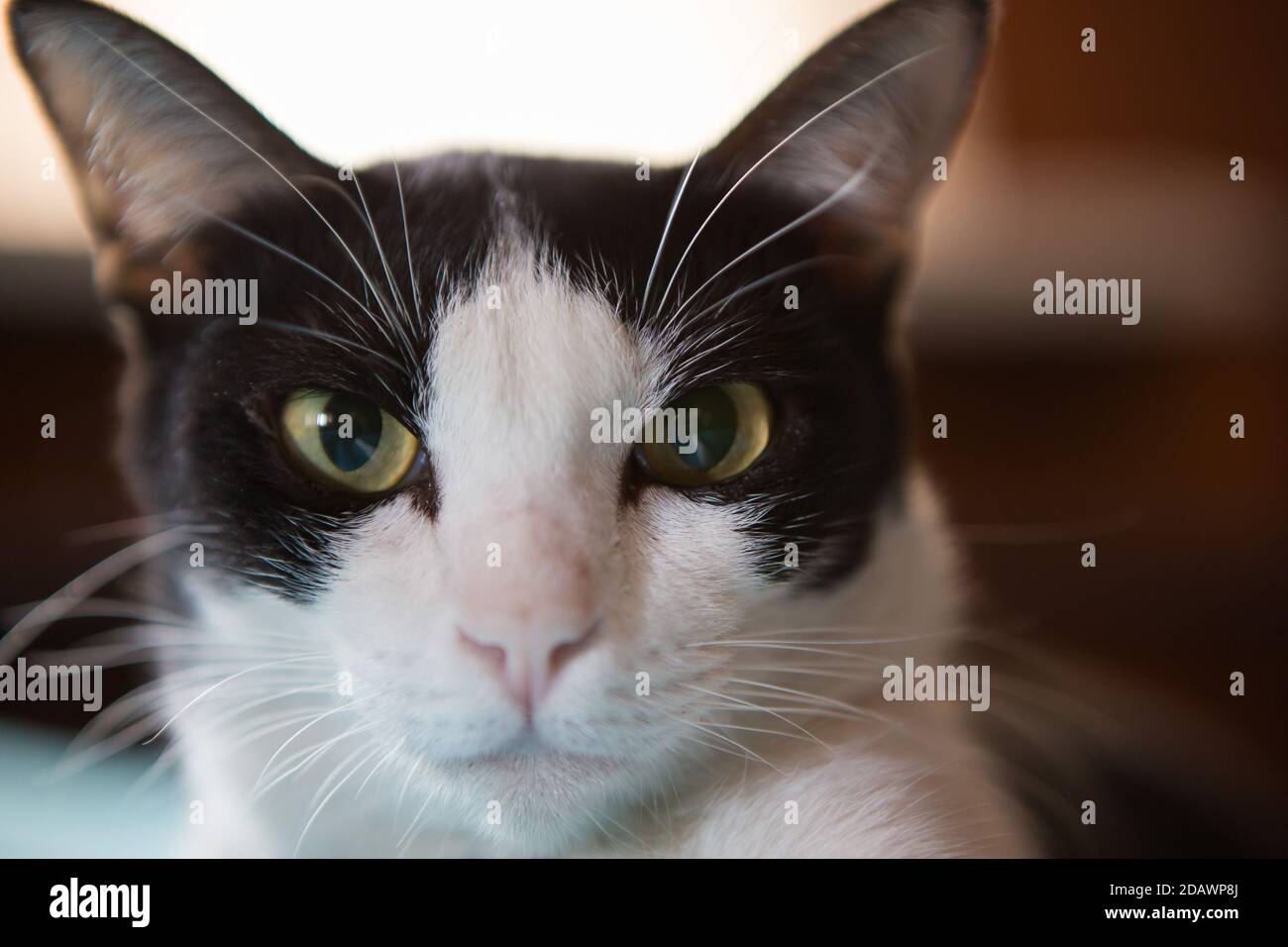 Cute black and white cat watching Stock Photo