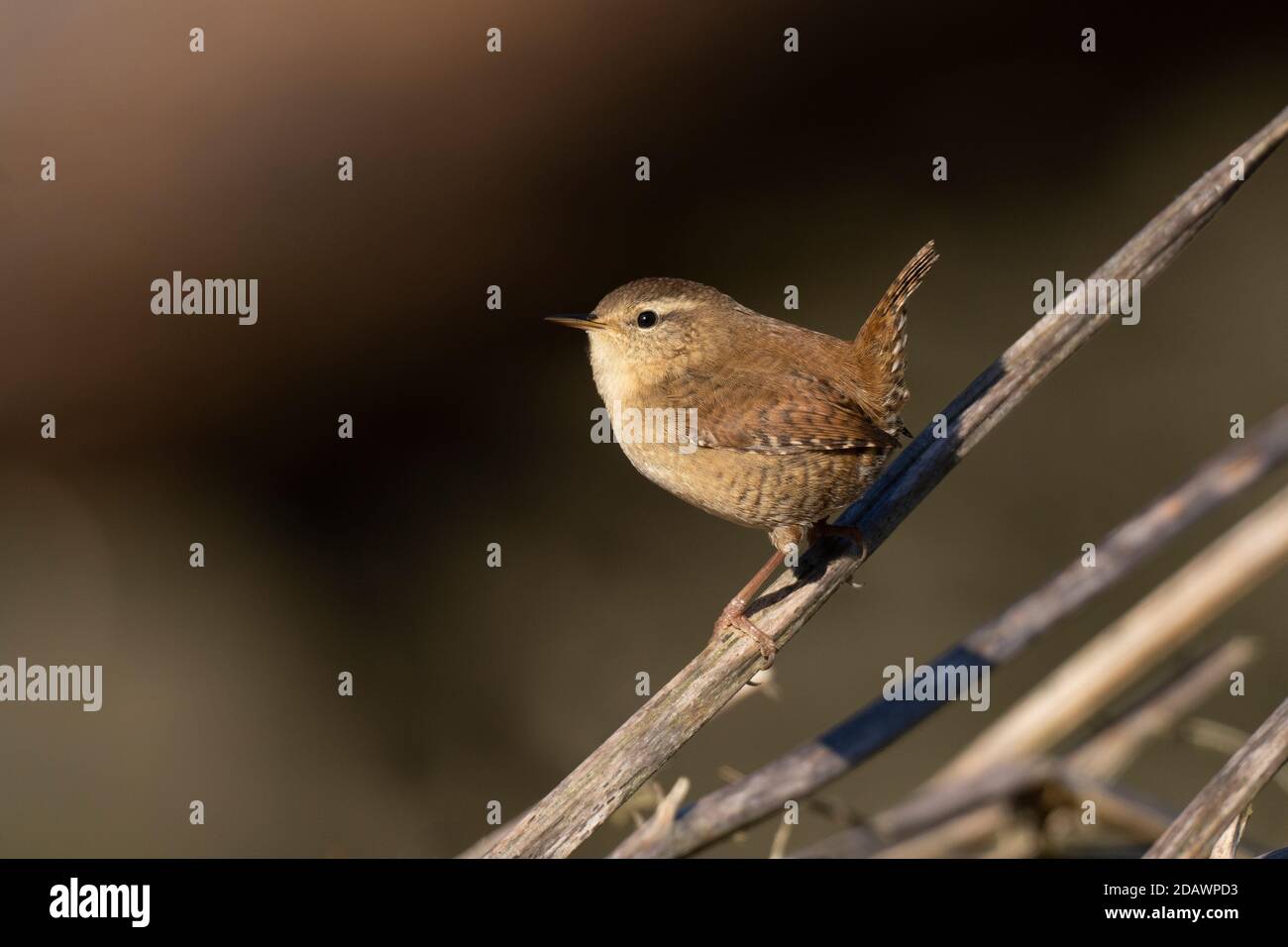 Wren-Troglodytes troglodytes. Stock Photo