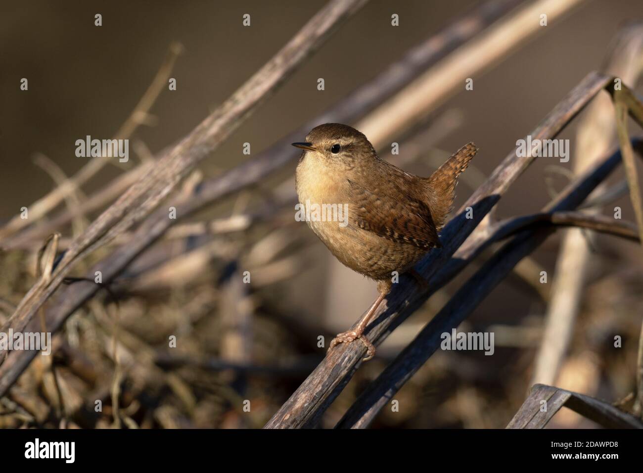 Wren-Troglodytes troglodytes. Stock Photo