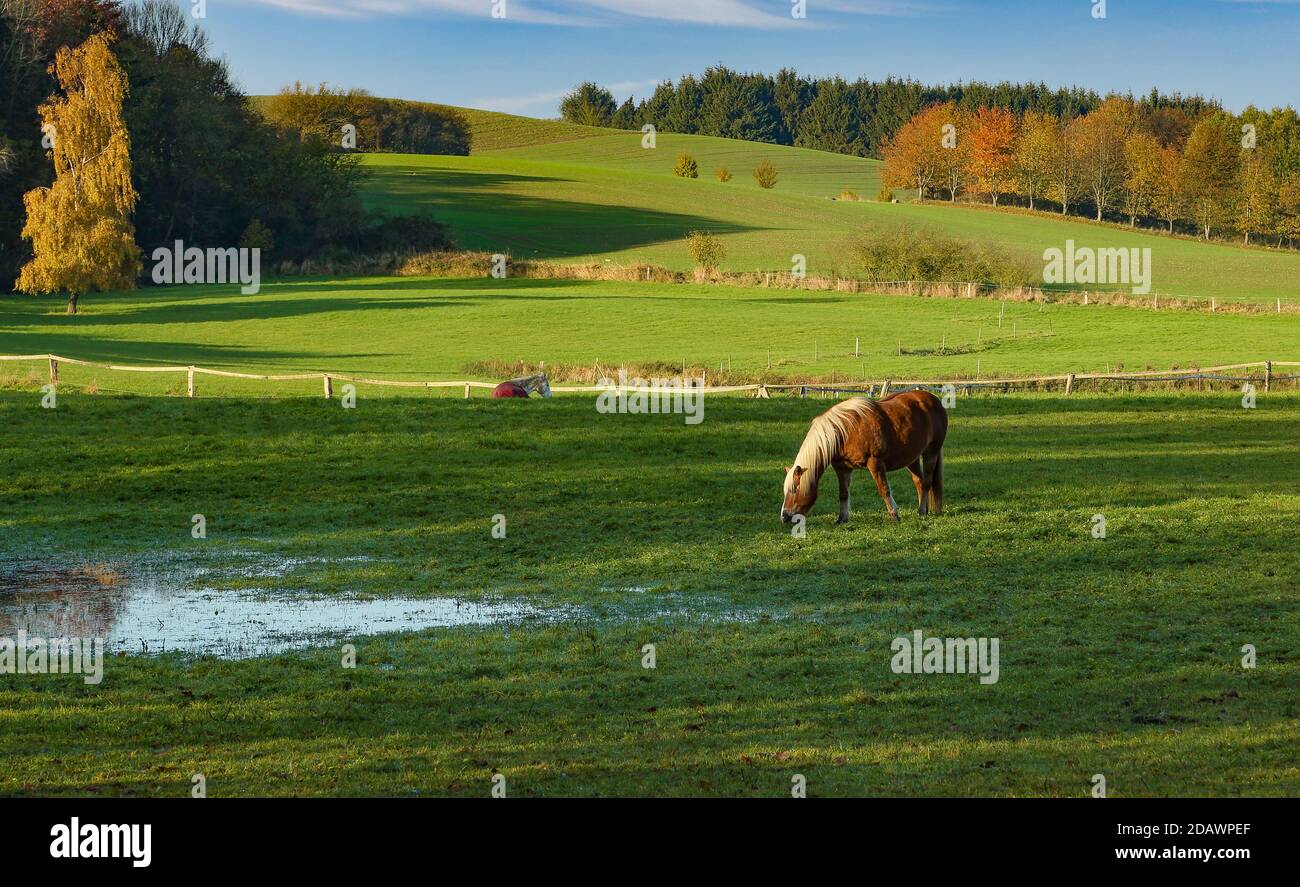 Disturbed horse hi-res stock photography and images - Alamy