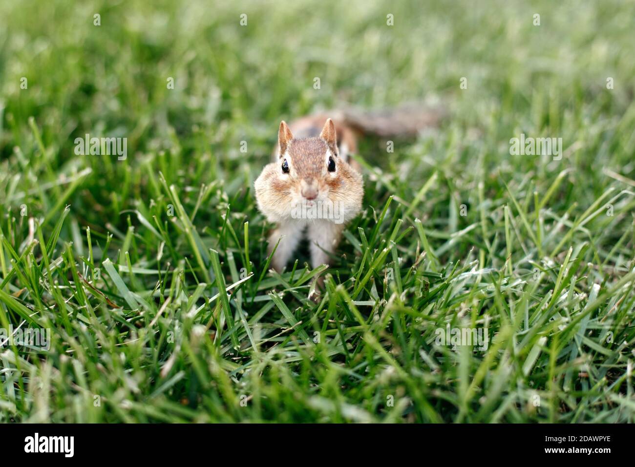 Cute small striped brown chipmunk with large cheeks pouches sitting in