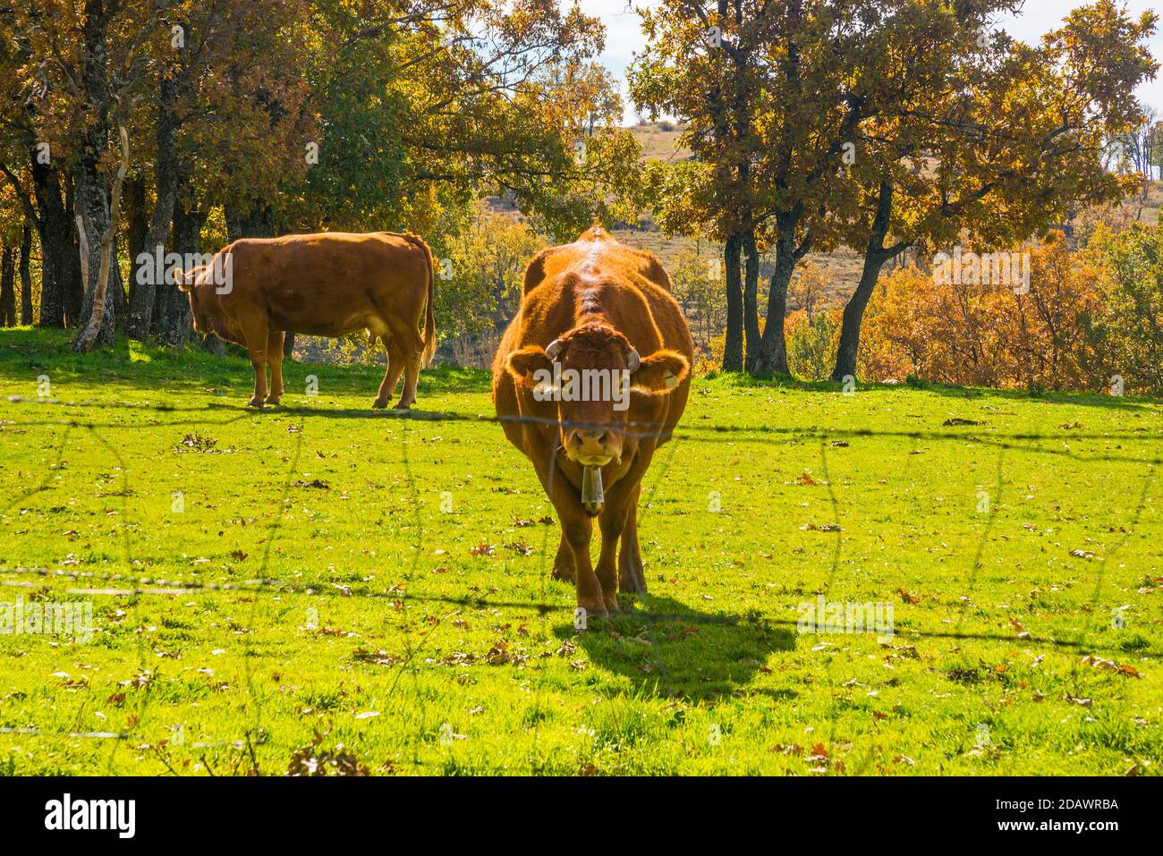Cows in a meadow. Stock Photo