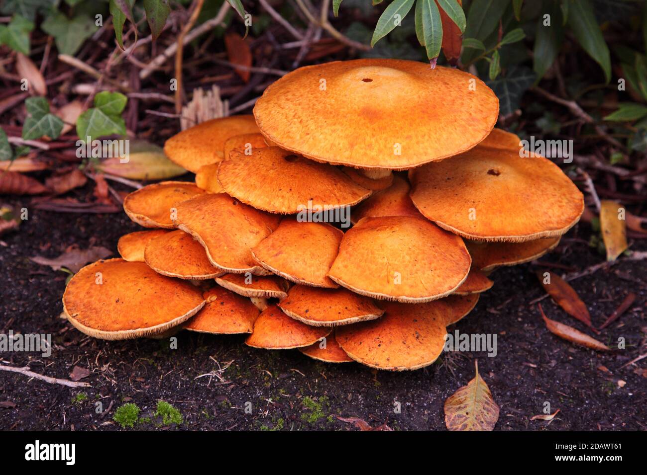 Bright orange Jack O'Lantern Mushroom cluster Omphalotus illudens or toadstool growing in UK Stock Photo