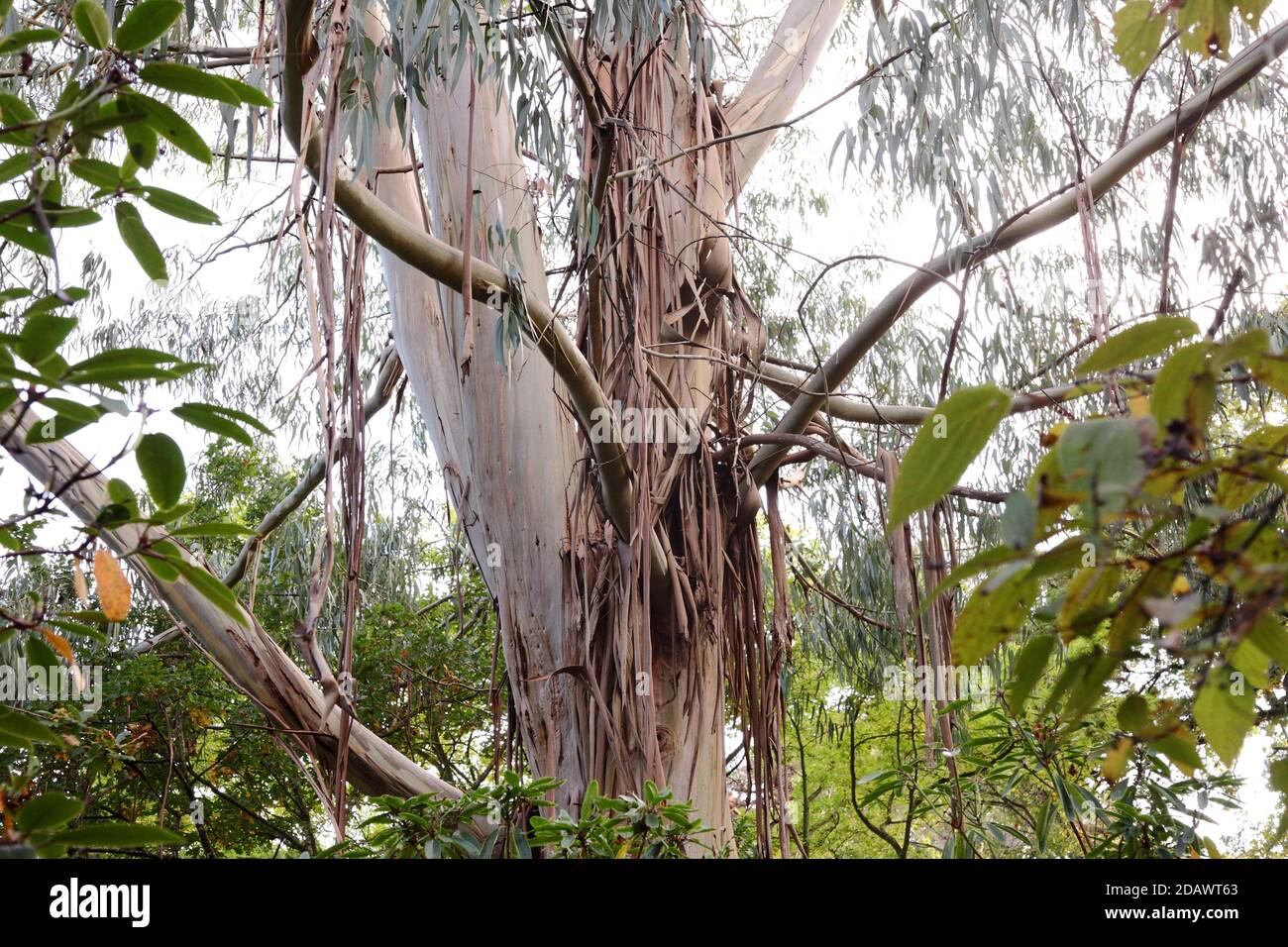 Eucalyptus tree peeling bark hires stock photography and images Alamy