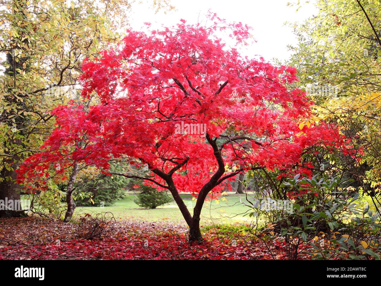 Red acer palmatum Shin Deshojo Japanese Maple tree at Exbury gardens in Autumn Stock Photo