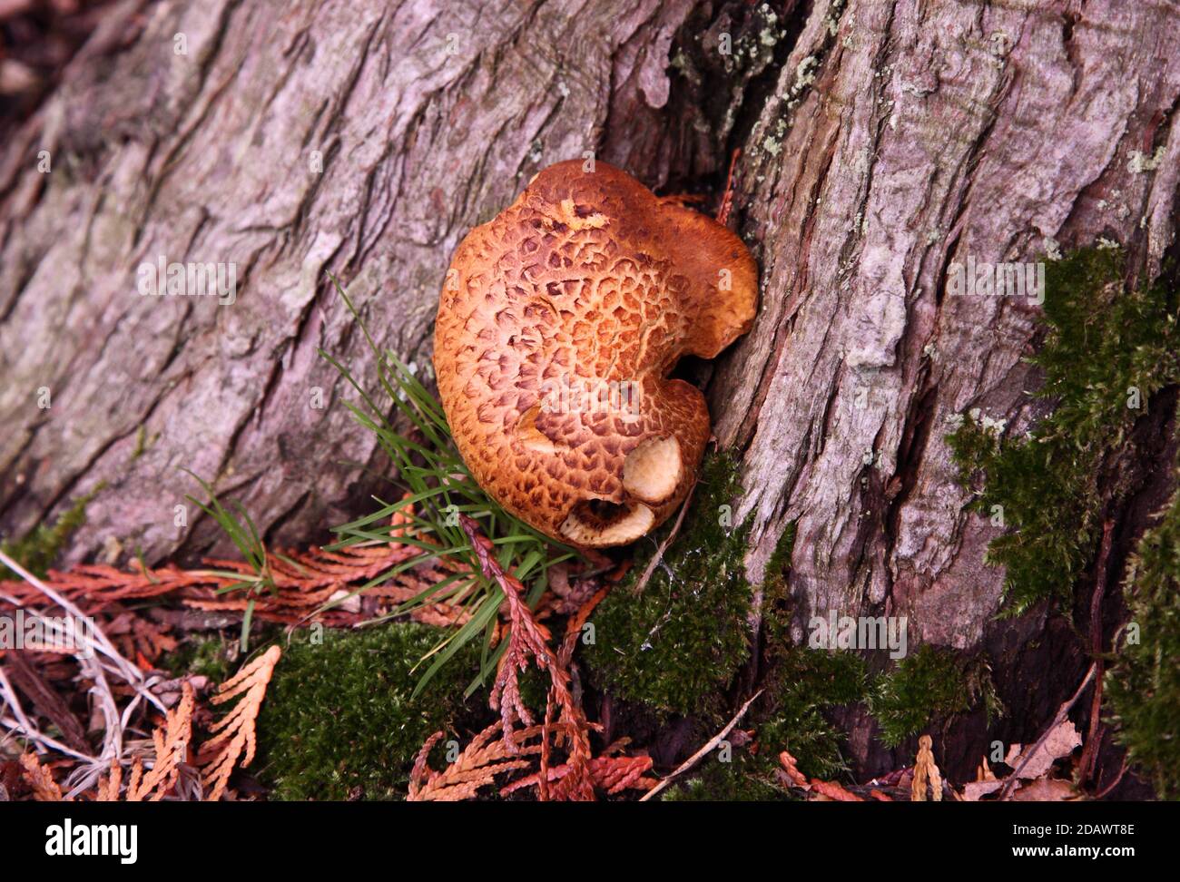 Young Polyporus squamosus Dryad's Saddle fungus, fungi, mushroom or toadstool growing on tree bark, UK Stock Photo