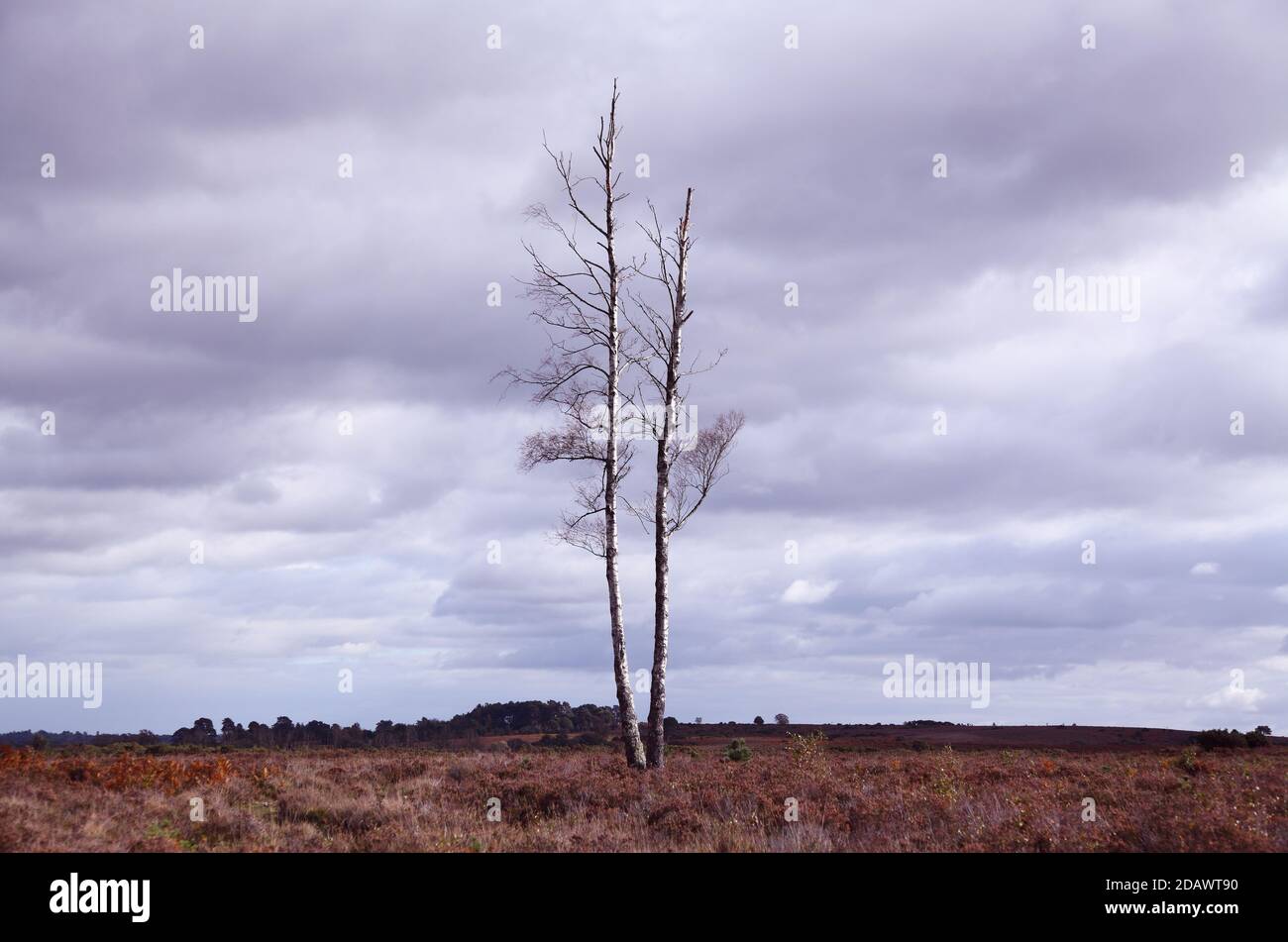 silver birch tree multi stem
