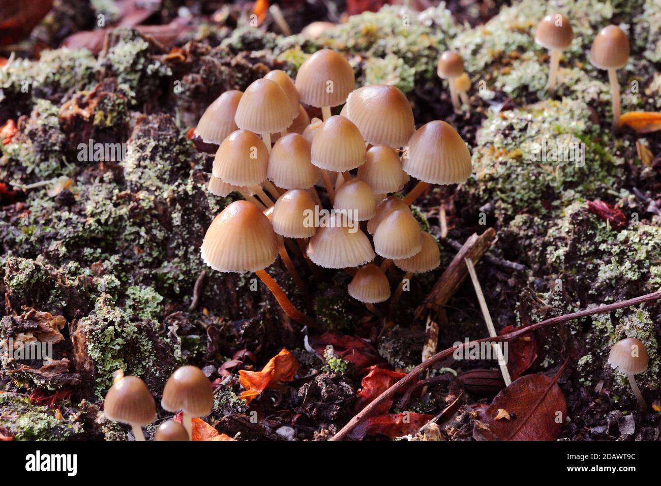 Mycena inclinata, Clustered Bonnet mushrooms or toadstools cluster fungus or fungi growing in the UK Stock Photo